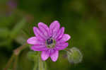 Dovefoot geranium